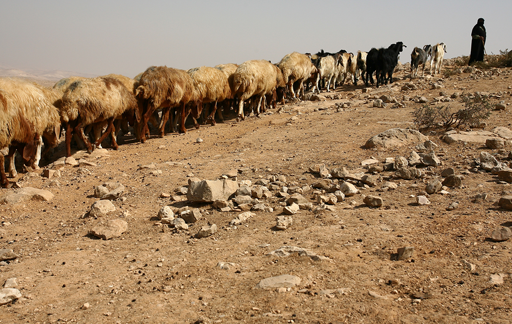 <span>כבקרת רועה עדרו, ברחמים</span>
